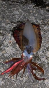 Captain Kalamar Zokası Crazy Glow Deri Kaplama #3.5 - Görsel 7