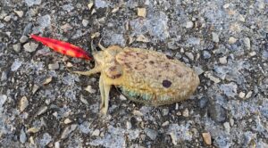 Captain Kalamar Zokası Crazy Glow Deri Kaplama #3.5 - Görsel 5