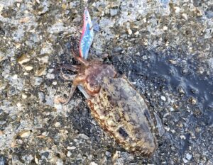 Captain Kalamar Zokası Crazy Glow Deri Kaplama #3.5 - Görsel 4